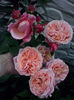 CAM01911