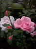 CAM01918