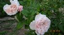 Rose de Tolbiac