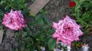Orchid Masterpiece