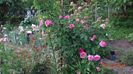 Gertrude Jekyll