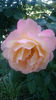 Lady Emma Hamilton