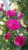 Sophy,s Rose
