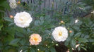 Guislaine de Feligonde