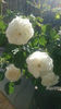 Boule de Neige
