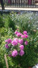 Parfum Flower Circus