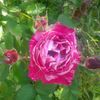 belle d"espinouse