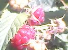 Zmeura Aroma Queen,24.05.2018