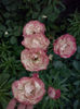 CAM01929