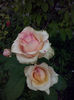 CAM01935