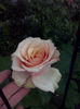 CAM01936