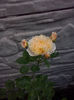 CAM01938