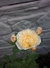 CAM01939