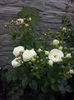 CAM01942