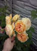 C P Margareta