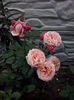CAM01950