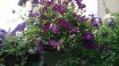 Etoile Violette