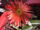 Floare de cristal