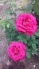 Necunoscut floare mare