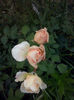 CAM01967