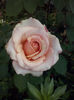 CAM01977