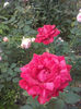 CAM01979