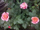 CAM01982