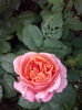 CAM01983