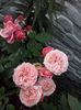 CAM01985