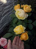 CAM01987