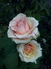 CAM01996