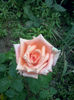 CAM02006