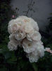 CAM02010