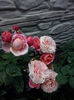 CAM02020