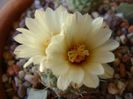Strombocactus disciformis