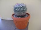 Mammillaria formosa ssp. chionocephala