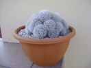 Mammillaria laui f. dasyacantha