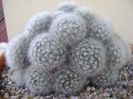 Mammillaria laui f. dasyacantha
