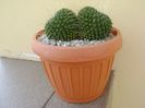 Mammillaria spinosissima cv. Un Pico