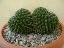 Mammillaria spinosissima cv. Un Pico