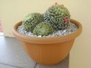 Mammillaria schiedeana