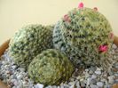 Mammillaria schiedeana