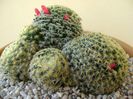 Mammillaria schiedeana