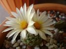 Strombocactus disciformis ssp. jarmillae, Vizzaron, Mx.