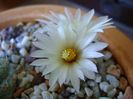 Strombocactus disciformis ssp jarmillae, Vizzaron, Mx.