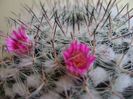 Mammillaria formosa ssp. chionocephala