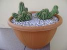 Chamaecereus sylvestris hb. & Chamaelobivia hb.