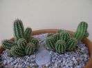 Chamaecereus sylvestris hb. & Chamaelobivia hb.