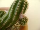 Chamaecereus sylvestris hb. & Chamaelobivia hb.