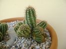 Chamaecereus sylvestris hb. & Chamaelobivia hb.